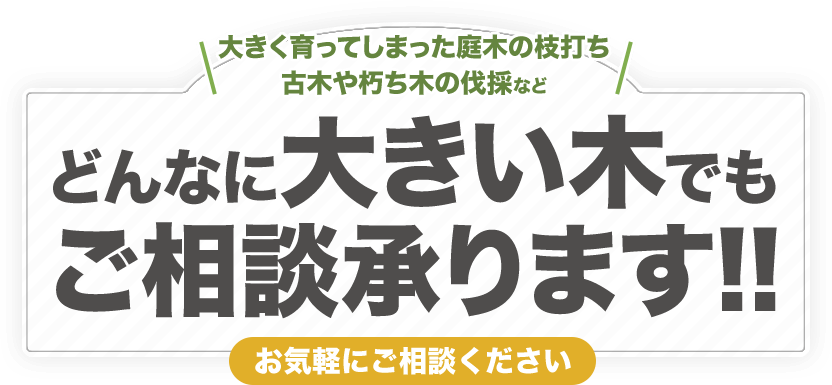 どんな大きい木でもご相談承ります。